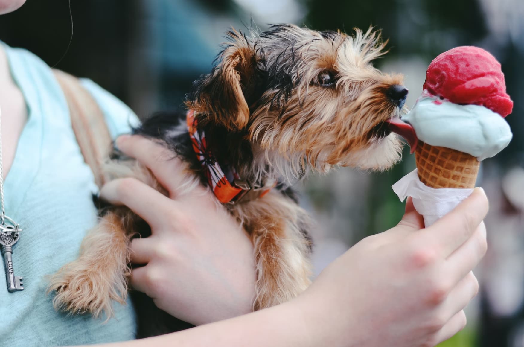 dog and icecream